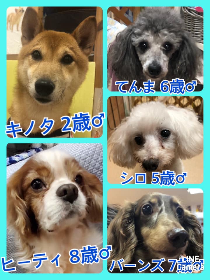 🐾今日の里親様募集中ワンコ🐶メンバーです🐾2020,9,9